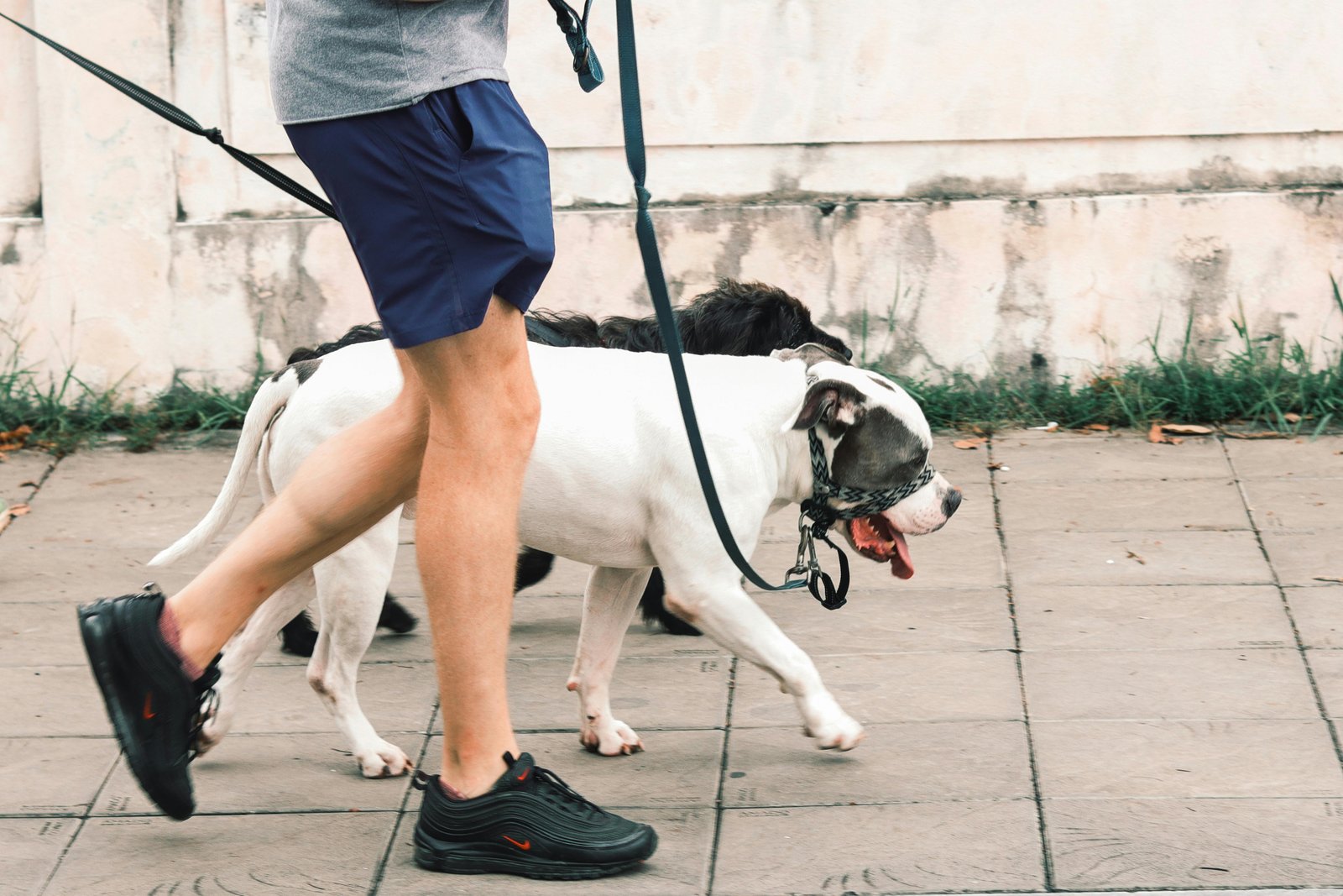 Perro paseando